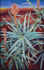 Aloe af Frances Ferdinands