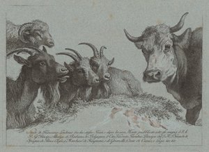 Studie af hoveder: Tre geder, en okse og en vædder, udgivet ca. 1783. af Francesco Londonio