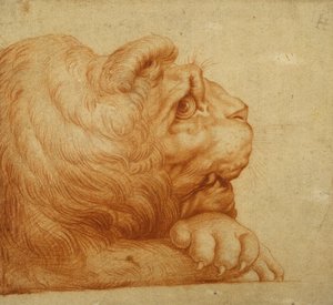Et løvehoved i profil (rødt kridt på hvidt papir) af Francesco de Rossi Salviati Cecchino