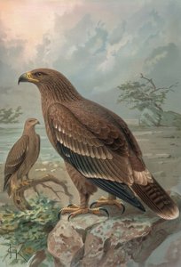 GRAVERING-NEPAL ØRN-KVINNER-AQUILA NIPALENSIS