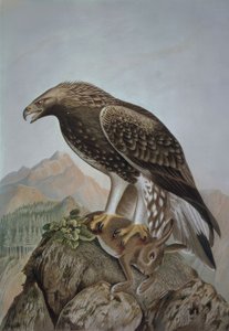 GRAVERING-LEONADA EAGLE-YOUNG HAN - AQUILA CHRYSAETOS