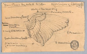 Studie af en Spurvevinge af Francis Augustus Lathrop