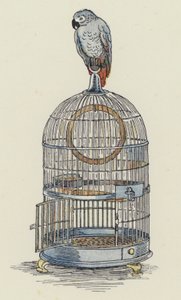 Papegøje sidder oven på sit bur (farvelitografi) af Francis Donkin Bedford
