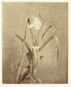 [Blomster] af Francis Edmond Currey