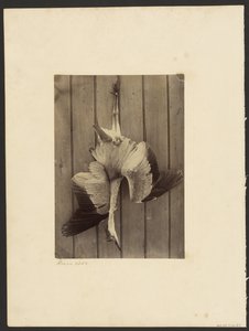 Fiskehejre af Francis Edmond Currey