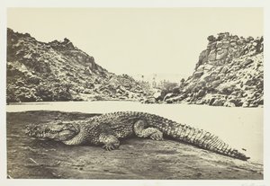 Krokodille på en sandbanke, 1857. af Francis Frith