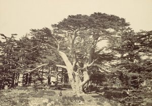 Den største af cedertræerne, Libanonbjerget, 1857. af Francis Frith