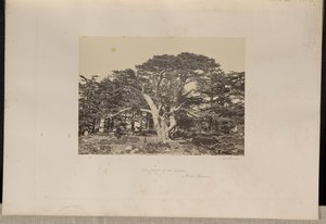 Det største af cedertræerne, Mount Lebanon af Francis Frith