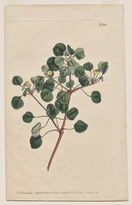 Det botaniske magasin eller blomsterhave vist: Tavle 883, Euphorbia Petiolaris. Langstilket Spurge af Francis Sansom
