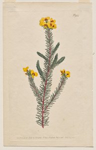 Det botaniske magasin eller blomsterhave vist: Tavle 944, Dillwynia glaberrima. Glatbladet Dillwynnia. [Dillwynia ericifolia gaberrima] af Francis Sansom