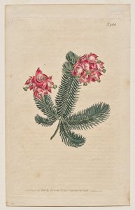 Det botaniske magasin eller blomsterhave vist: Tavle 966, Erica Elegans. Elegant Heath [Erica glauca] af Francis Sansom