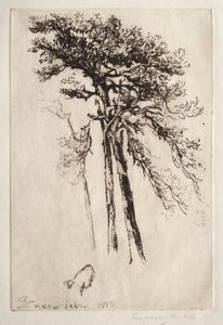 Det seneste træ, 1882.