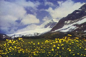 Trollius på Simplon-passet (foto)