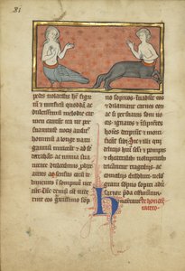 En sirene og en kentaur fra et bestiarium Ms Ludwig XV 4, fol. 81v, c.1280-1300 (tempera, pen og blæk, bladguld og maling på pergament)
