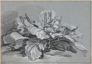 Undersøgelse af et kålhoved af François Boucher
