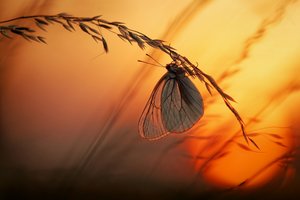 Sommerfuglen »Golden Hour« af Francois Casanova