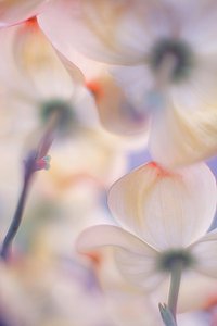 Bløde, lyserøde kornelblomster