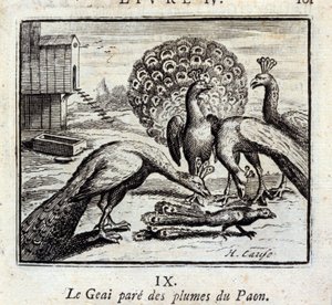 Jay pryder påfuglefjer. Fabler af Jean de La Fontaine (1621-95). Illustration af François Chauveau (1613-1676). Udgave af 1728. af Francois Chauveau