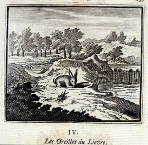 Lievre