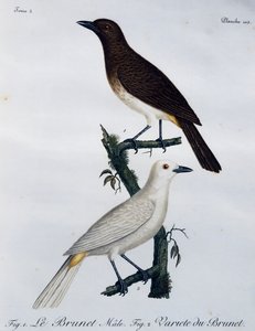 Afrikansk rødøjet bulbul (Pycnonotus nigricans), gravering fra Histoire Naturelle des Oiseaux d