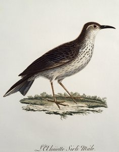 Hannen af Kap-langnæbbet (Certhilauda curvirostris), stik fra Histoire Naturelle des Oiseaux d