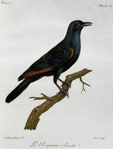 Rødvinget hunstær (Onychognathus morio), gravering fra Histoire Naturelle des Oiseaux d