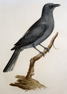 Grågøge (Coracina caesia), gravering fra Histoire Naturelle des Oiseaux d