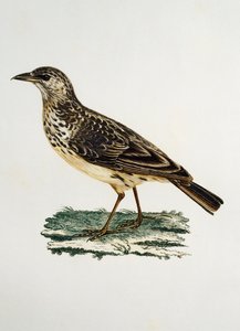 Stornæbbet lærke (Galerida magnirostris), gravering fra Histoire Naturelle des Oiseaux d