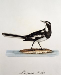 Han af en afrikansk vipstjert (Motacilla aguimp), gravering fra Histoire Naturelle des Oiseaux d