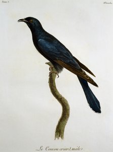 Hangøg (Cuculus clamosus), gravering fra Histoire Naturelle des Oiseaux d