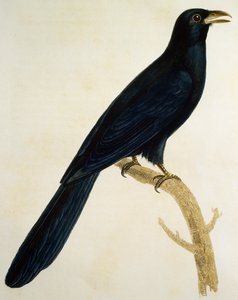 Mand Coucou a gros bec, gravering fra Histoire Naturelle des Oiseaux d
