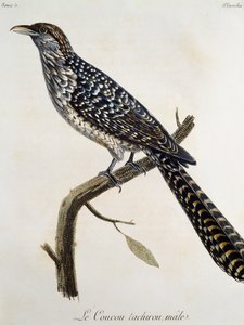 Mand Coucou tachirou, gravering fra Natural History of the Birds of Africa af Francois Le Vaillant (1753-1824), Frankrig af Francois Le Vaillant