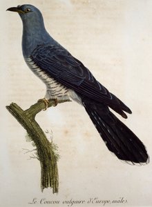Hangøg (Cuculus canorus), gravering fra Histoire Naturelle des Oiseaux d
