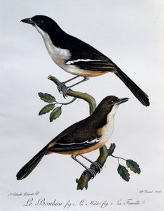 Han og hun af Southern Boubou (Laniarius ferrugineus), gravering fra Histoire Naturelle des Oiseaux d