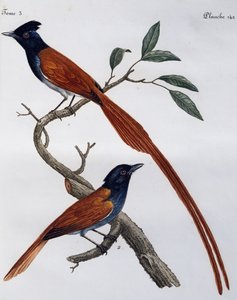 Han og hun af plettet fluesnapper (Muscicapa striata), gravering fra Histoire Naturelle des Oiseaux d