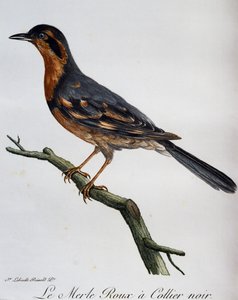 Rødfugl, sort krave, gravering fra Natural History of African Birds