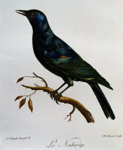 Blegvinget stær (Onychognathus nabouroup), gravering fra Natural History of African Birds af Francois Le Vaillant