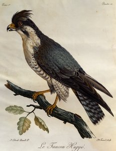 Vandrefalk (Falco peregrinus), gravering fra Natural History of the Birds of Africa af Francois Le Vaillant
