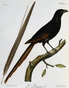 Piapiac (Ptilostomus afer), gravering fra Histoire Naturelle des Oiseaux d