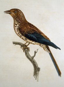 Rødkappet lærke (Calandrella cinerea), gravering fra Histoire Naturelle des Oiseaux d