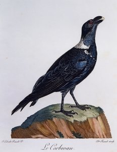 Hvidhalset ravn (Corvus albicollis), gravering fra Natural History of African Birds