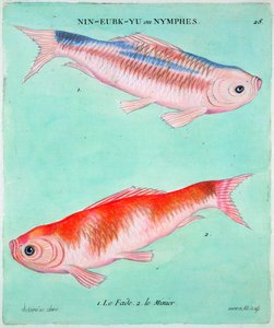 Kinesisk guldfisk, 1700-tallet