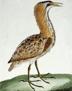 Bittern af Francois Nicolas Martinet
