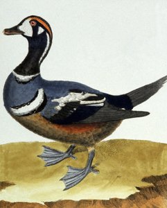 Canard en collier. af Francois Nicolas Martinet