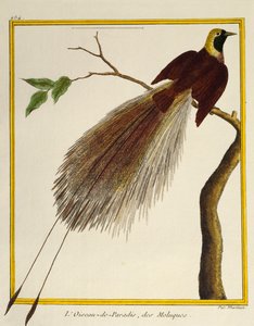 Greater Bird-of-Paradise (Paradisaea apoda), fra Natural History of Birds af Francois Nicolas Martinet