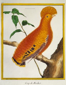 Guianan Cock-of-the-rock (Rupicola rupicola), fra Histoire naturelle des oiseaux af Francois Nicolas Martinet