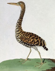 Ære af Francois Nicolas Martinet