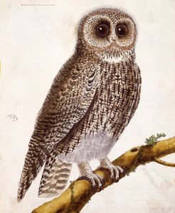 Ugle, fra "Histoire Naturelle des Oiseaux" af Georges de Buffon (1707-88), udgivet i 1777