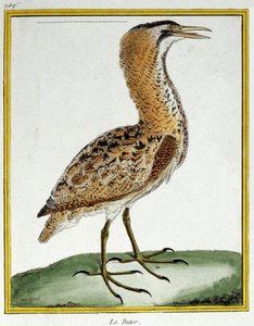 Videnskab. zoologi. Bittern. Indgravering af Francois Nicolas Martinet i: Fuglenes naturhistorie, af Georges Louis Leclerc de Buffon, Frankrig, ca. 1777 (farvestik) af Francois Nicolas Martinet