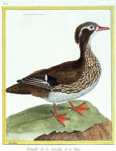 Videnskab. zoologi. kinesisk krikand. Indgravering af Francois Nicolas Martinet i: Fuglenes naturhistorie, af Georges Louis Leclerc de Buffon, Frankrig, ca. 1777 (farvestik)